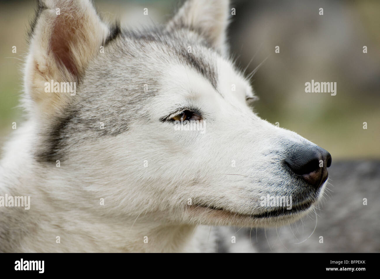 Portrait d'un beau chien husky. Banque D'Images