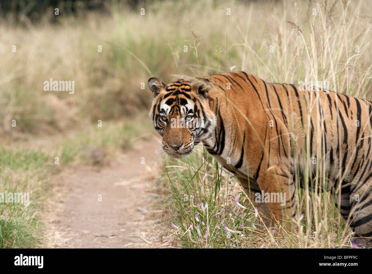 Un tigre du Bengale à mi-chemin dans la forêt de la Réserve de tigres de Ranthambore, en Inde. Banque D'Images