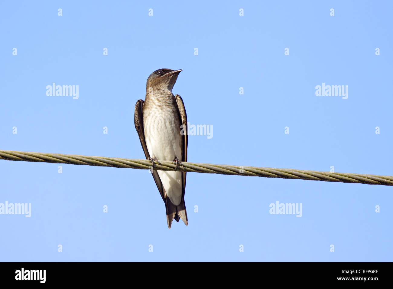 Grey-breasted Martin Banque D'Images