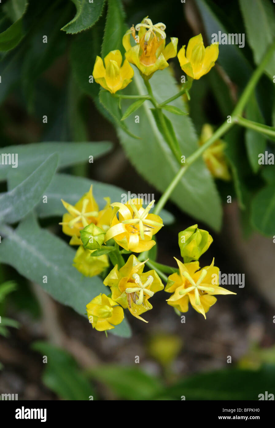 Bellflower, Musschia géant madère aurea, Campanulaceae, Madeira, Portugal, Europe. Banque D'Images