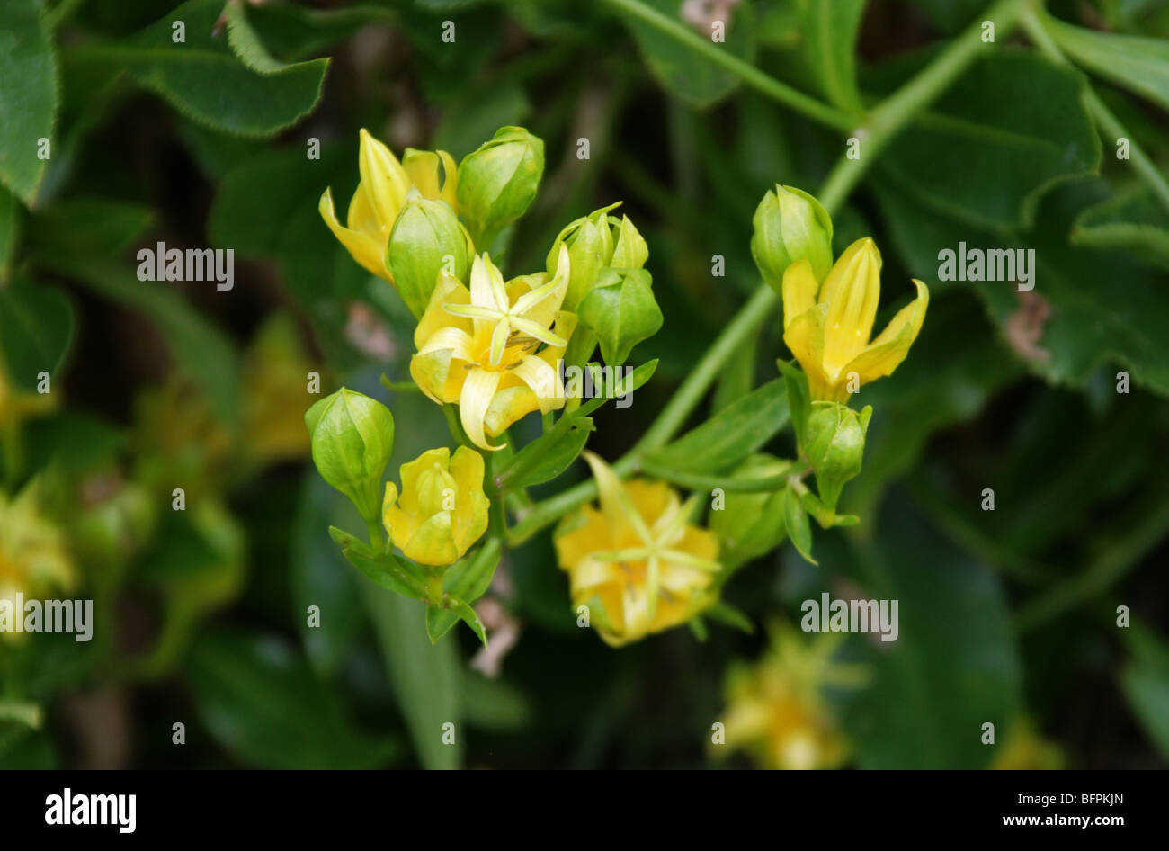 Bellflower, Musschia géant madère aurea, Campanulaceae, Madeira, Portugal, Europe. Banque D'Images