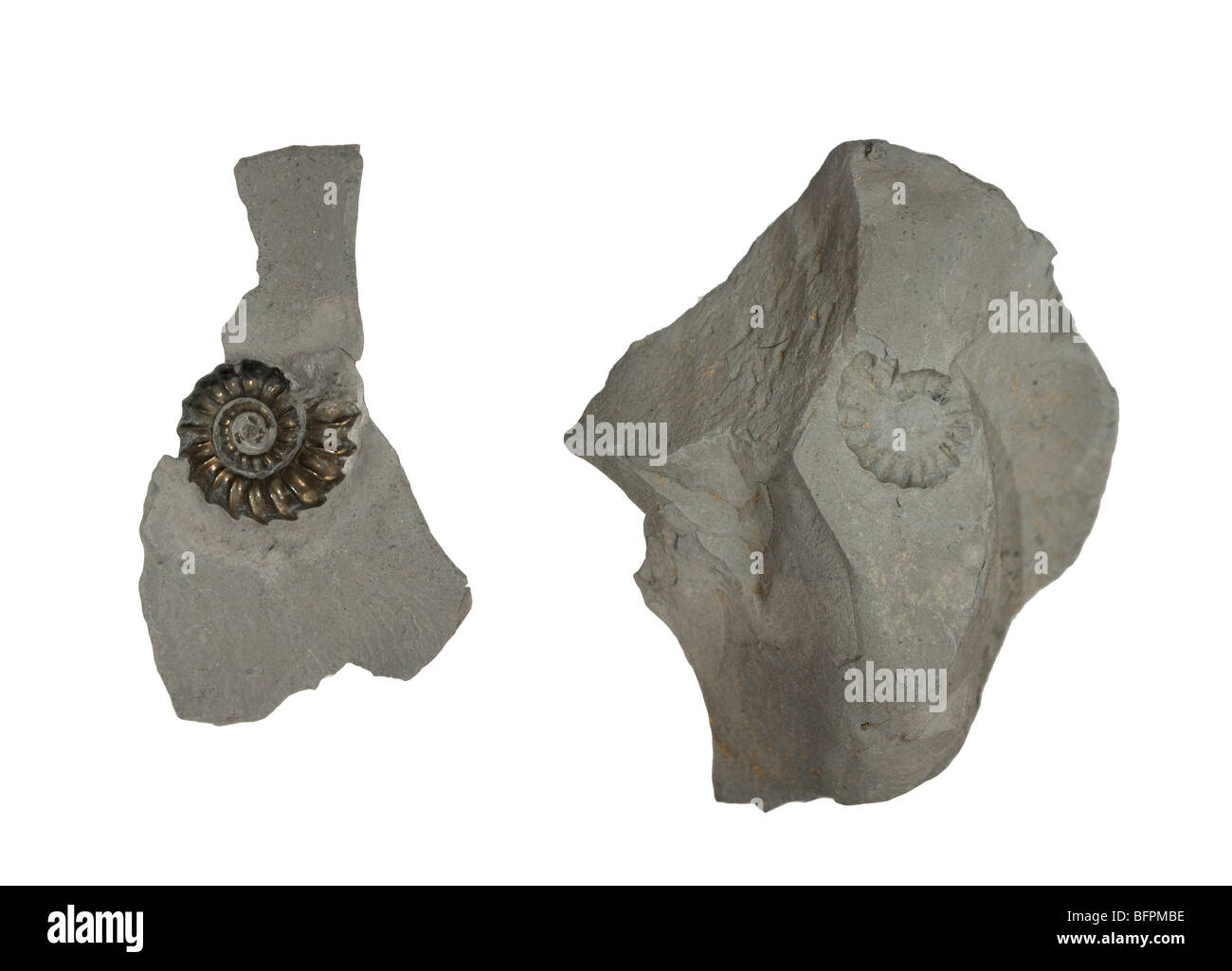 Fossiles ammonite pyrite de fer et d'impression, trouvé sur la plage de Charmouth Dorset England UK Banque D'Images