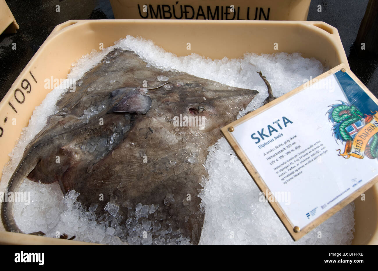 Skate gris (Dipturus batis), l'Islandais Seamans, Jour de fête nationale,  l'Islande Photo Stock - Alamy