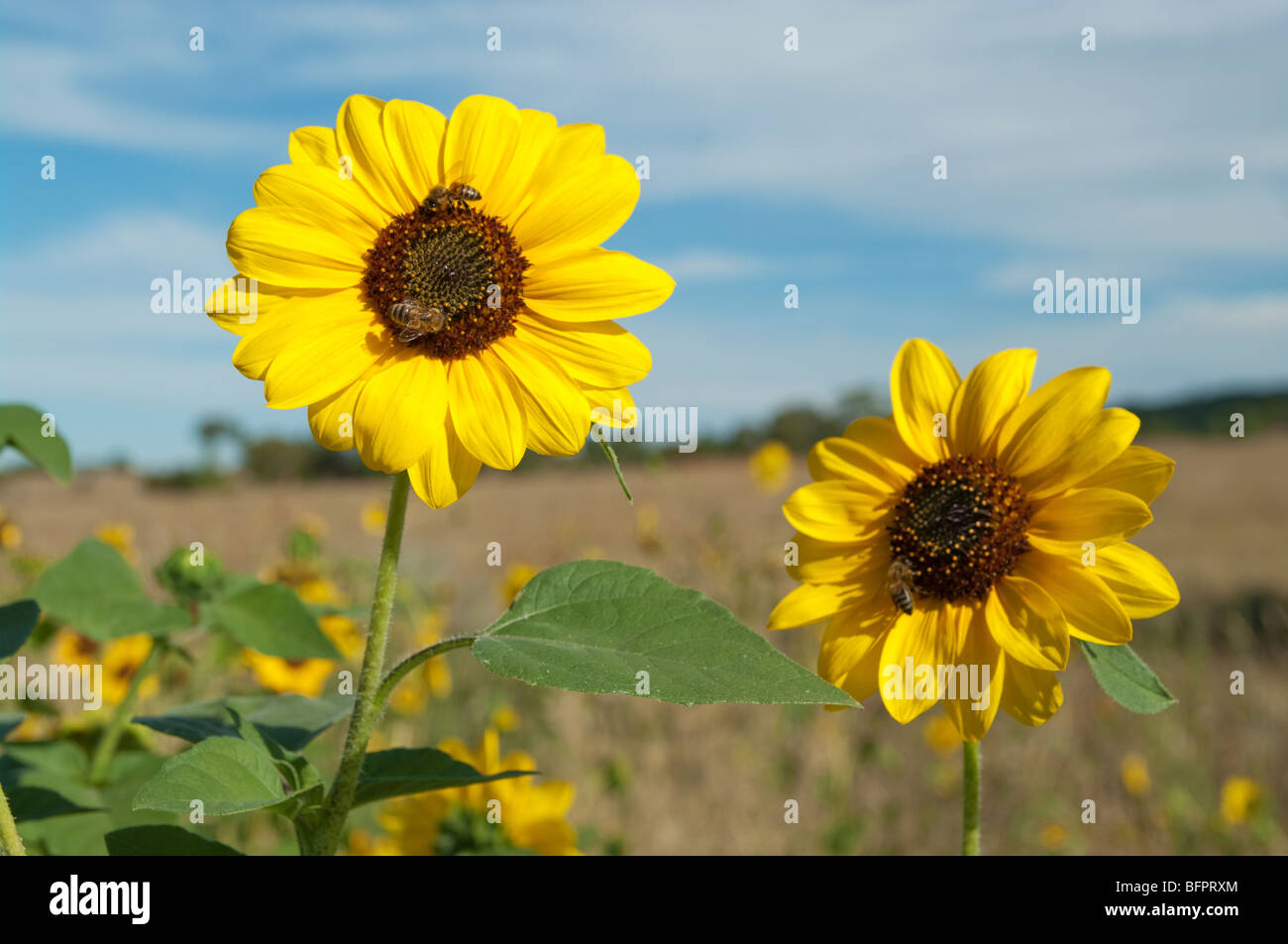 Les abeilles sur tournesols jaunes en été Banque D'Images
