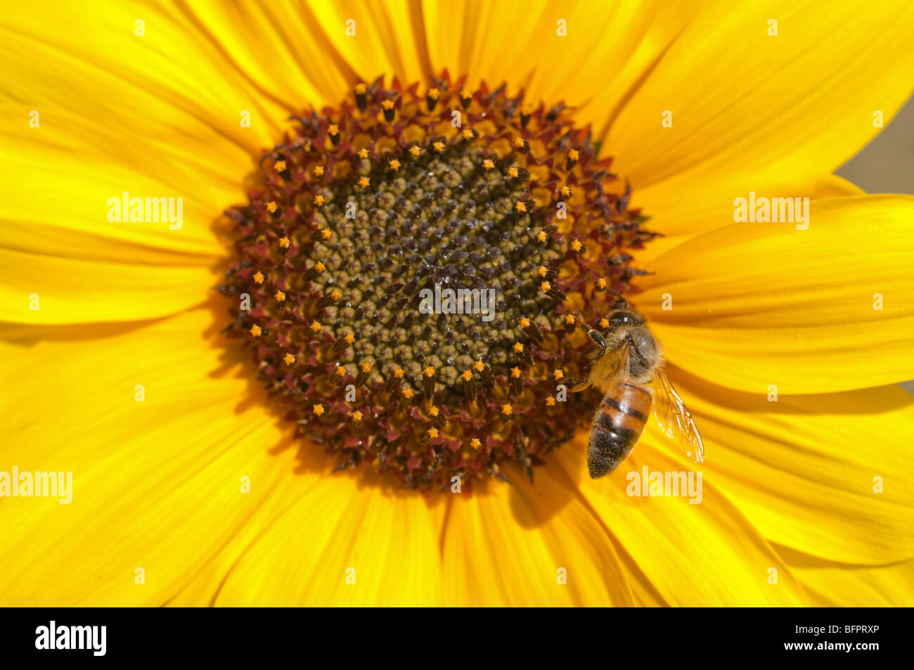 Abeille sur un tournesol jaune parfait en été Banque D'Images
