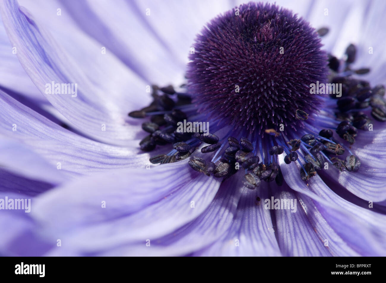 Grande image d'une belle fleur pourpre Banque D'Images