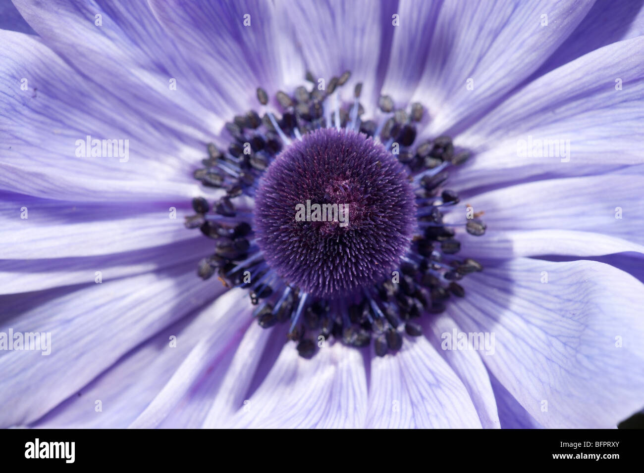 Grande image d'une belle fleur pourpre Banque D'Images