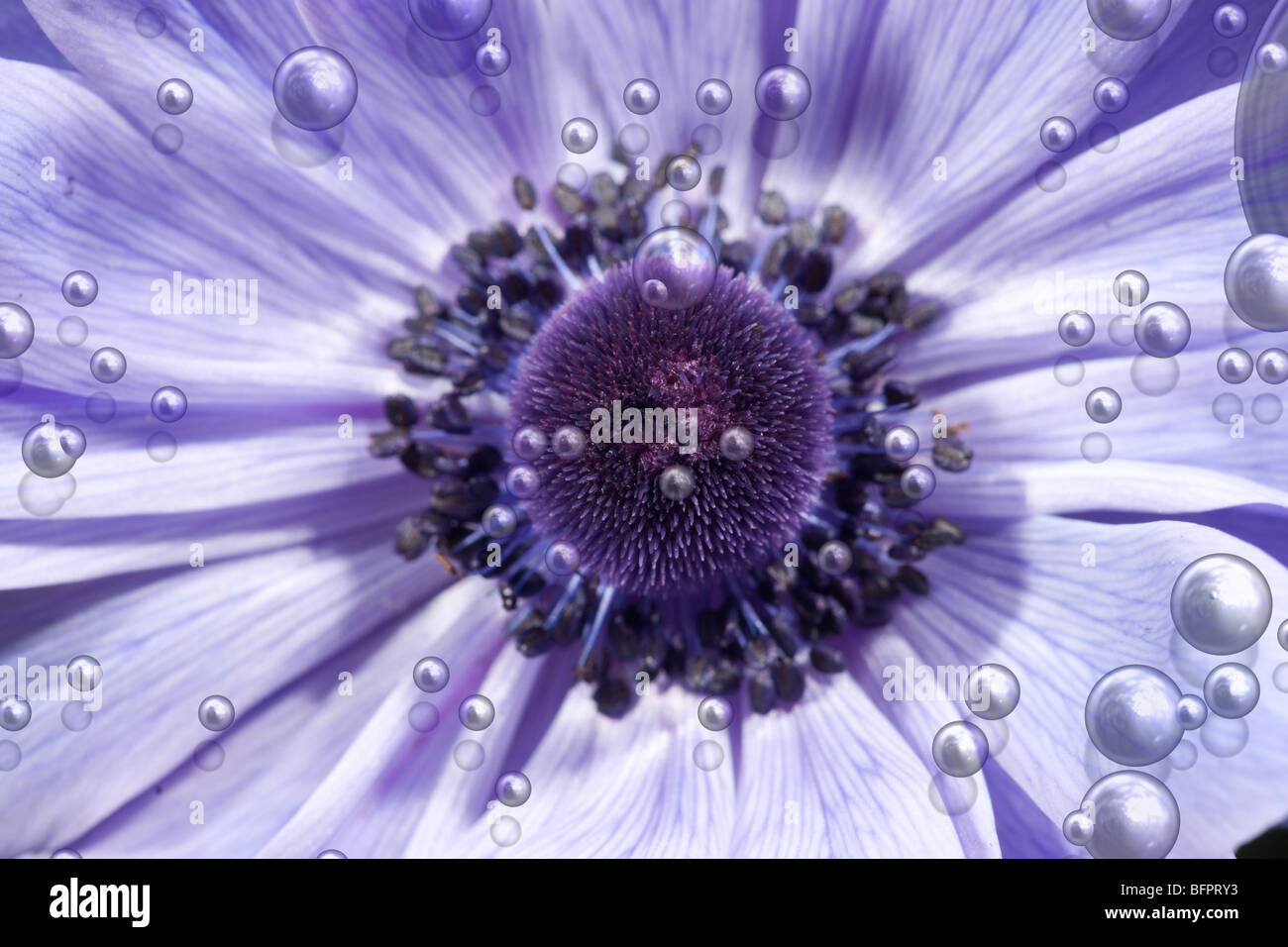 Grande image d'une belle fleur pourpre avec des bulles Banque D'Images