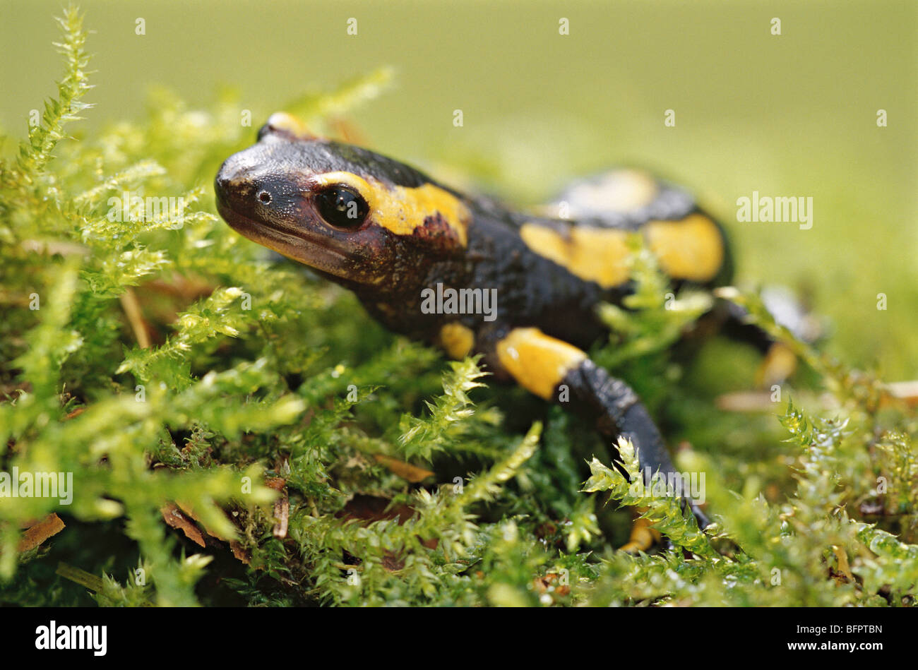Salamandra salamandra salamandre terrestre Photo Stock Alamy — free download