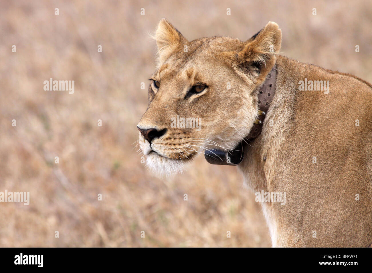 Femelle d'un collier émetteur African Lion Panthera leo pris dans le Serengeti NP, Tanzanie Banque D'Images