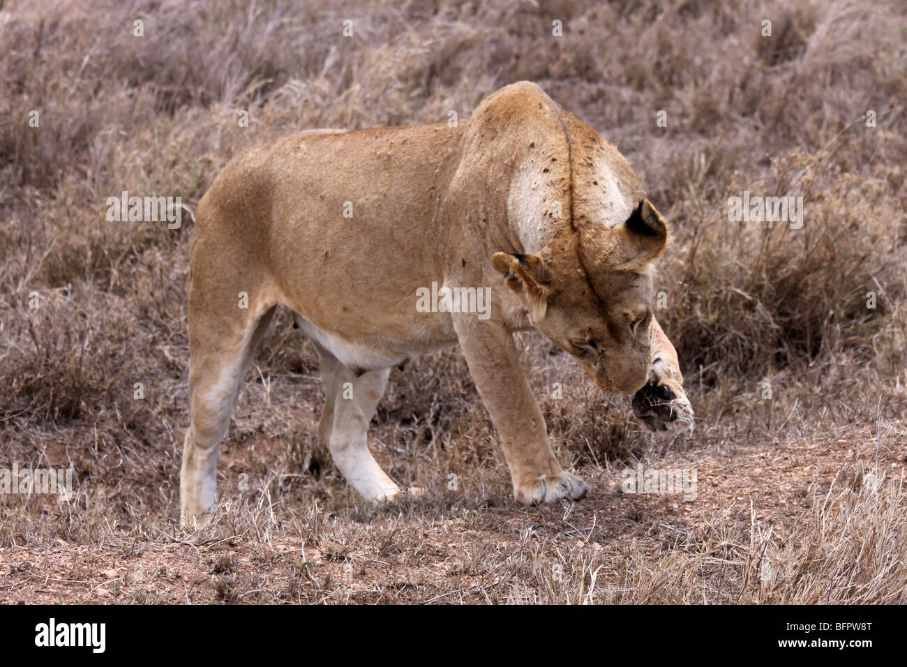 Femme African Lion Panthera leo dépose son épine de Acacia Paw prises dans le Serengeti NP, Tanzanie Banque D'Images