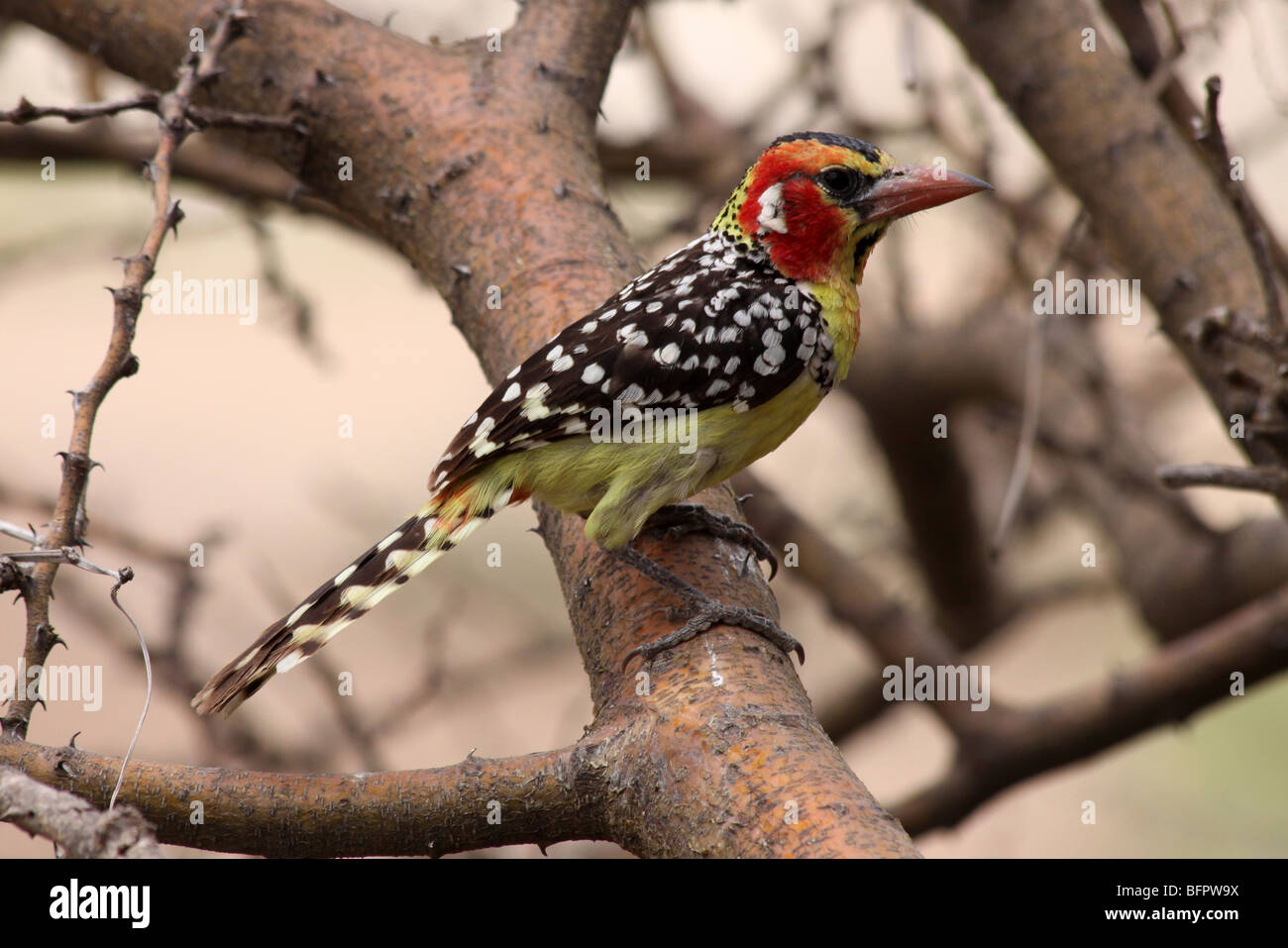 Le rouge-et-jaune Barbet Trachyphonus erythrocephalus prise à la Gorge d'Olduvai, en Tanzanie Banque D'Images