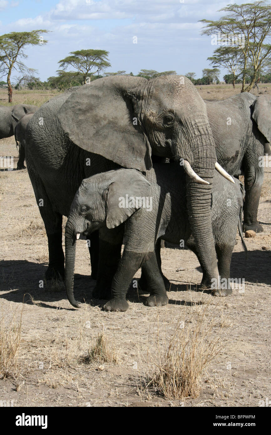 L'éléphant d'Afrique Loxodonta africana Mère et baleineau prises dans le Serengeti NP, Tanzanie Banque D'Images