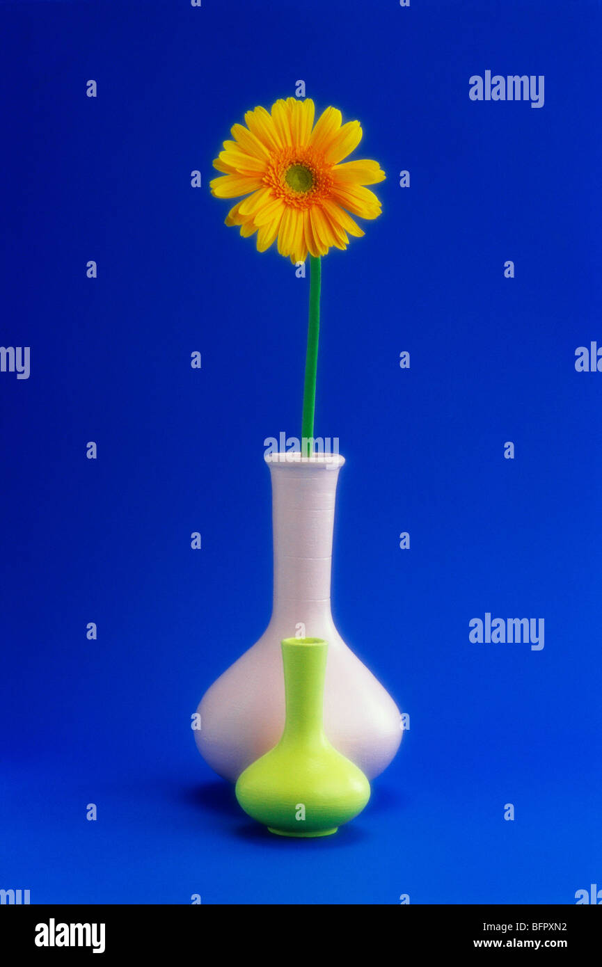 SSK 66697 : Concept ; gerbera flower dans un vase sur fond bleu Banque D'Images