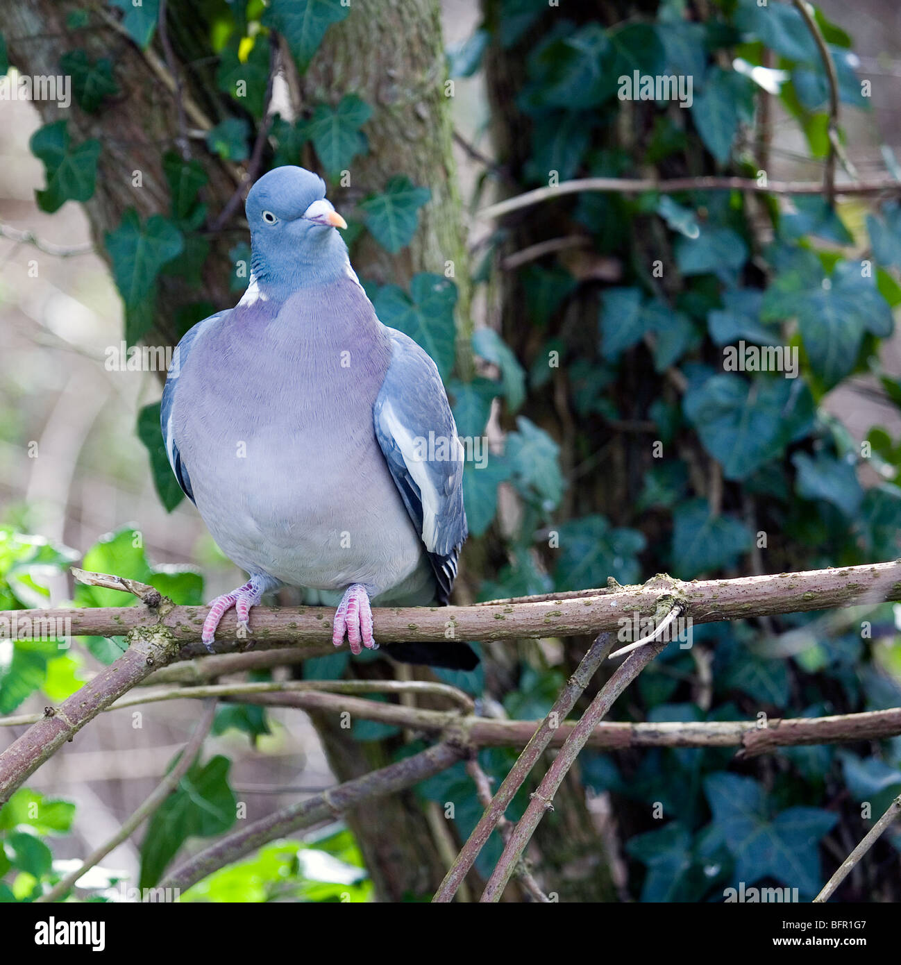 Pigeon ramier (Columba palumbus) perché dans l'arbre Banque D'Images