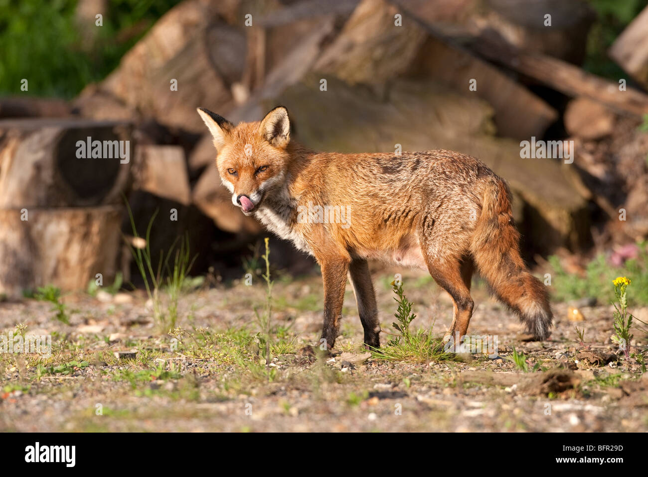 Vulpes vulpes - red fox en jardin urbain UK Banque D'Images
