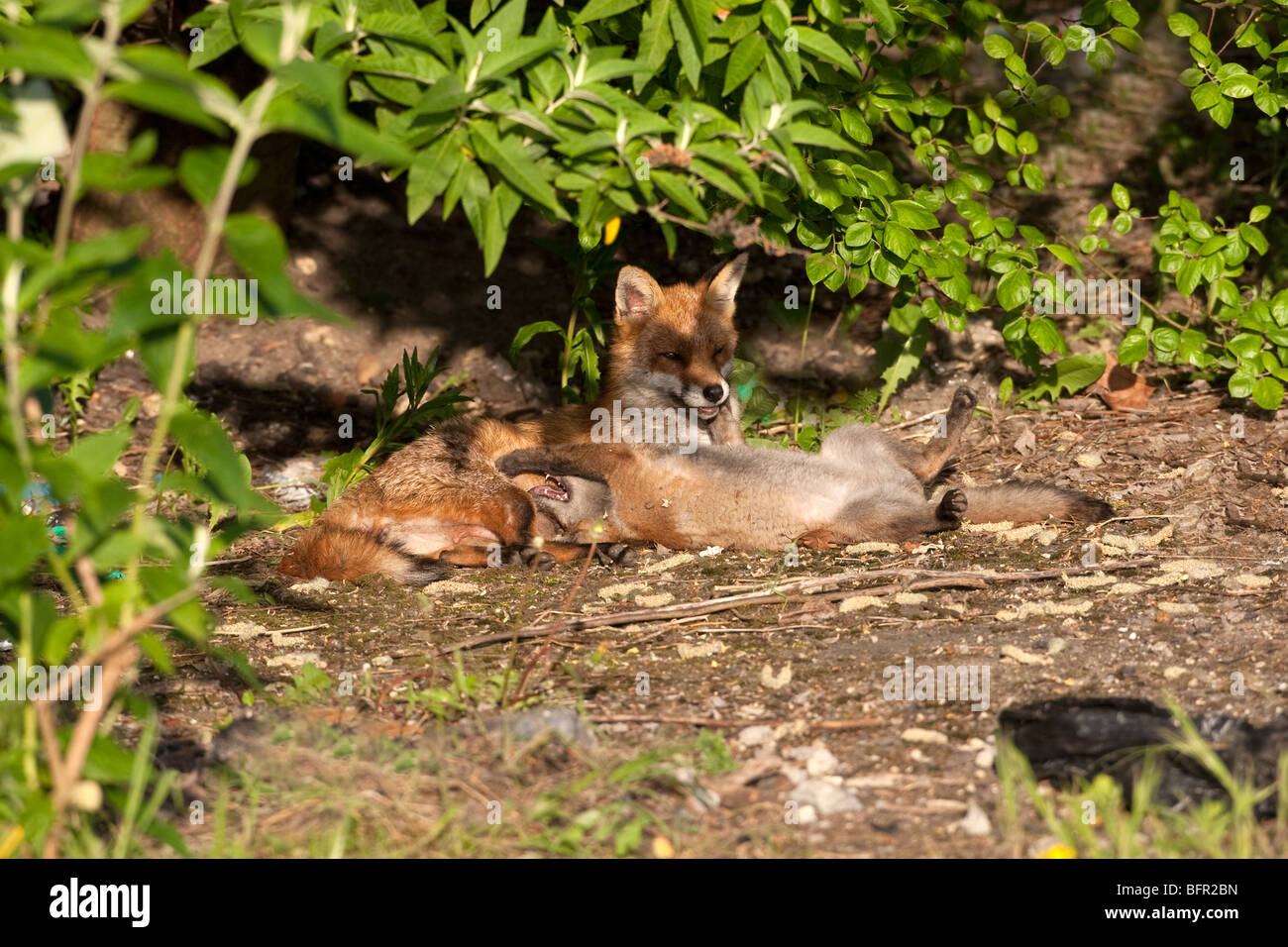Vulpes vulpes - red fox cub dans jardin urbain Banque D'Images
