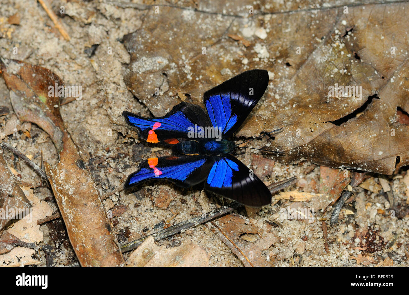 Rhetus Periander papillon porte-épée (periander) reposant sur le sol, Alta Floresta, Brésil Banque D'Images