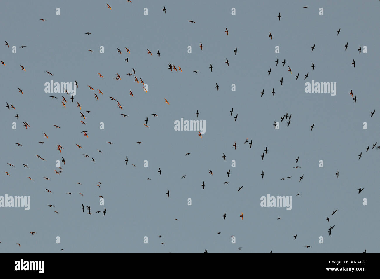 Grande Tache sombre (Cypseloides senex martinets) collecte avant de retourner au dortoir sous des chutes d'Iguazu, Argentine, Banque D'Images