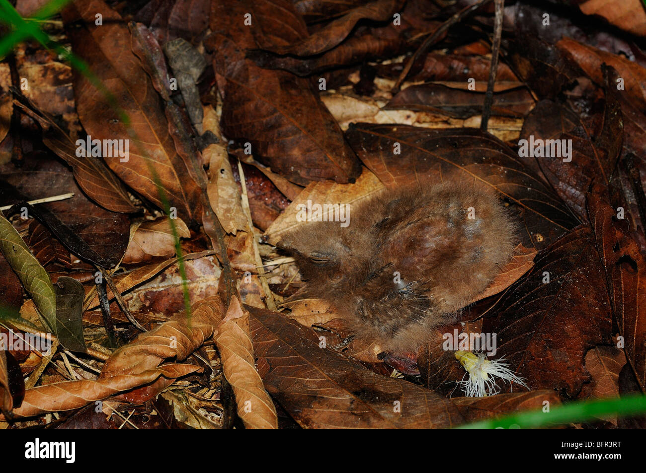 (Engoulevent pauraqué Nyctidromus albicollis) chick camouflés dans leur nid sur le sol parmi les feuilles mortes, rivière Cristalino, Alta Floresta, Banque D'Images