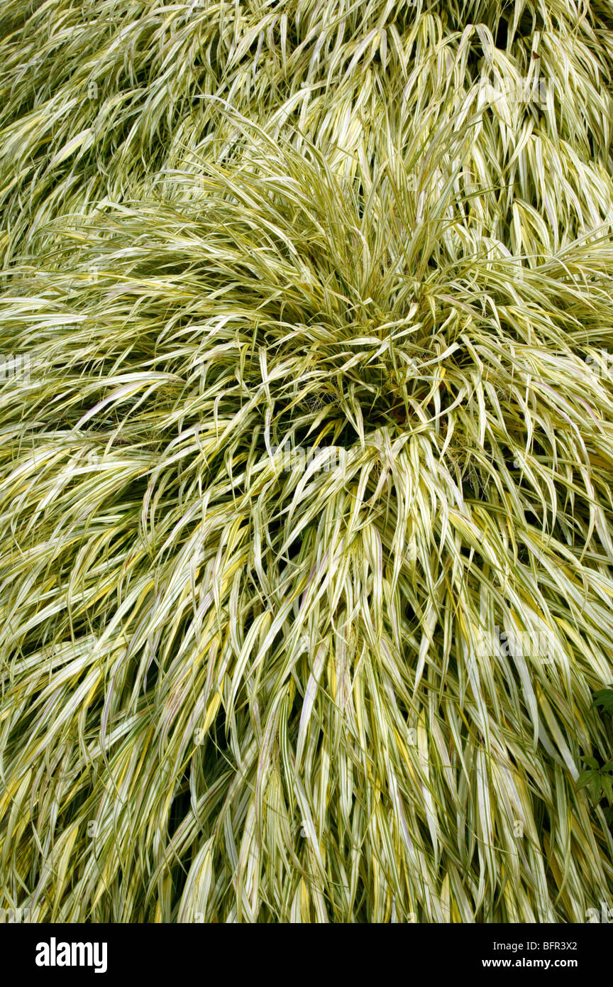 L'herbe de la forêt japonaise [Hakonechloa macra 'Aureola' ] dans l'Alpine Rock Garden, Bellevue Botanical Garden Banque D'Images