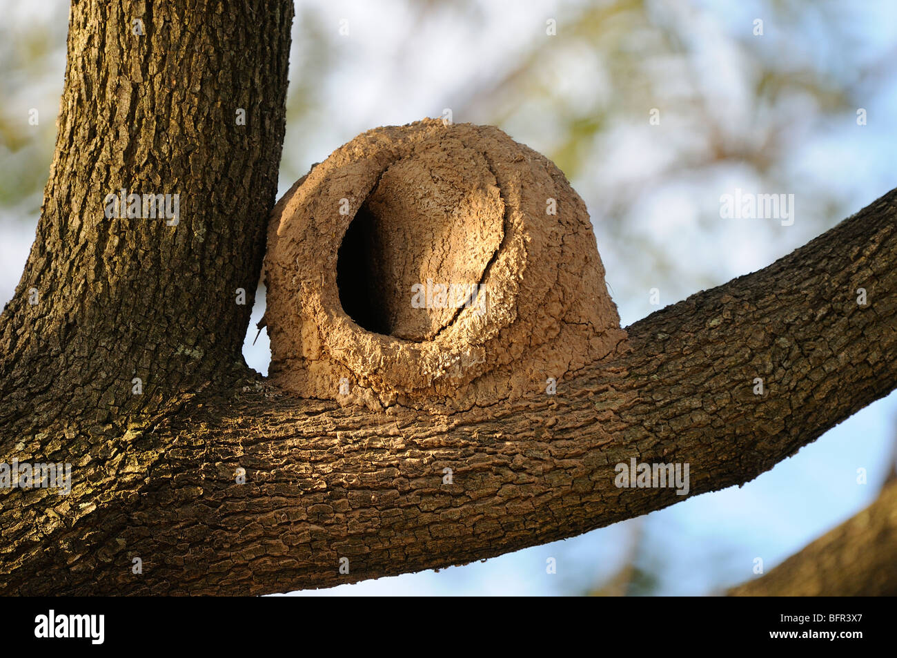 Nid de Le Fournier Roux (Furnarius rufus) ou la paruline couronnée, fait de boue, sur le dessus de branche d'arbre, Buenos Aires, Argentine. Banque D'Images