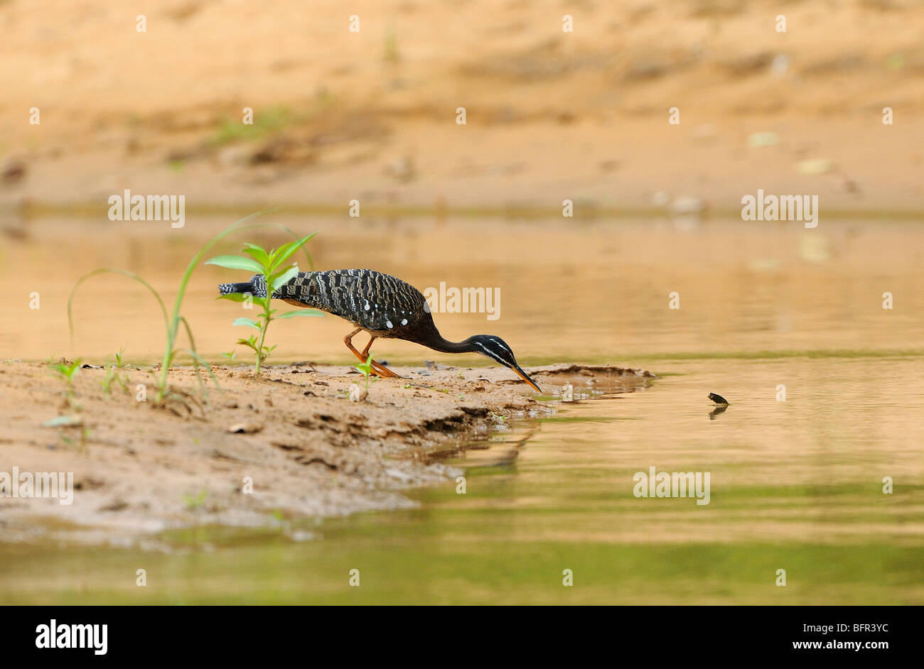 Sunbittern (Eurypyga helias) sur le banc de sable à la recherche de nourriture au bord de l'eau, Pantanal, Brésil. Banque D'Images