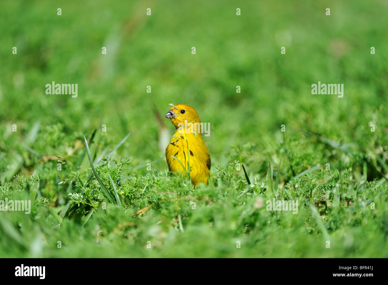 Sicalis flaveola Saffron Finch (mâle) se nourrissant de graines de gazon sur le sol, l'Iguazu, Argentine Banque D'Images