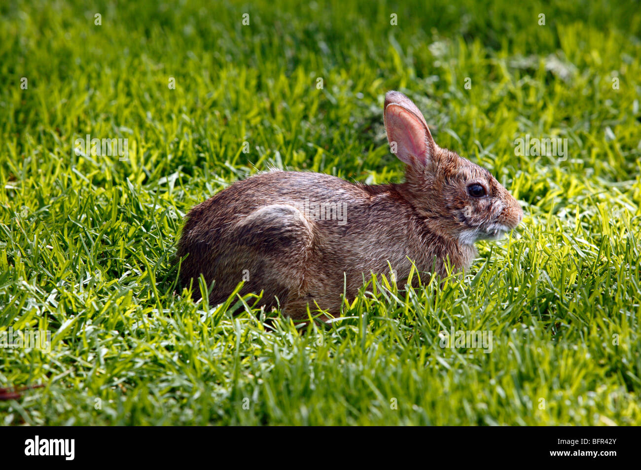 Close-up d'un lapin dans l'herbe à Bellevue Botanical Garden Banque D'Images