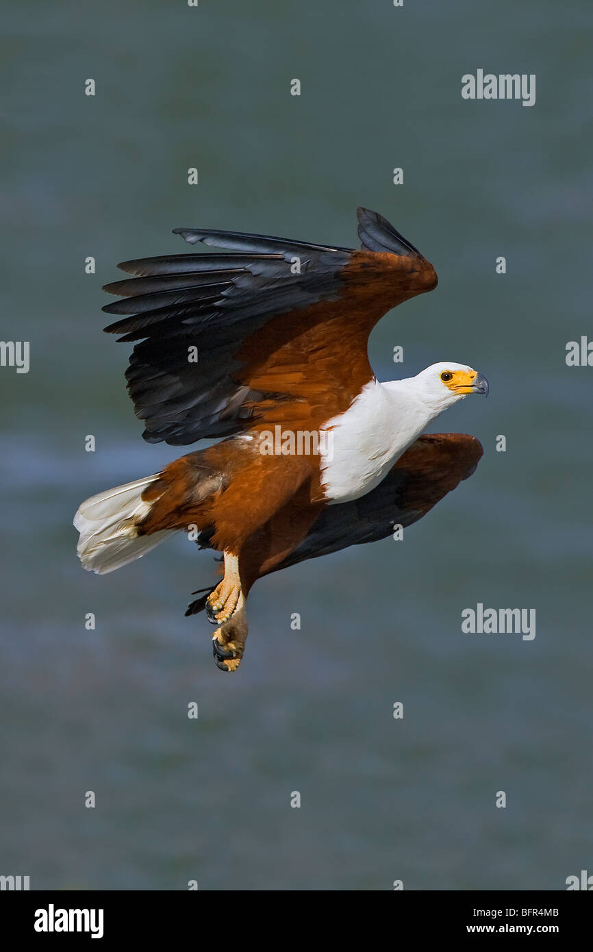 African fish eagle flying avec des ailes haut fond bleu Banque D'Images