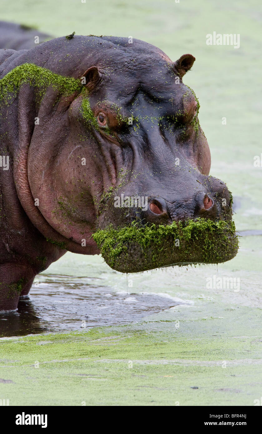 Portrait d'hippopotame avec museau couvert d'algues Banque D'Images