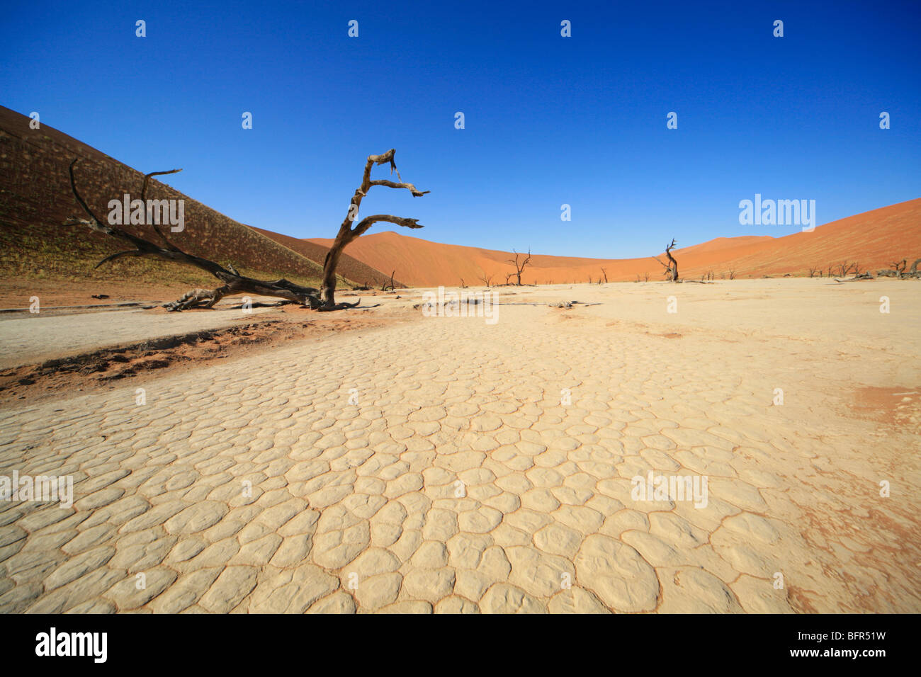 Dead Vlei paysage avec la terre craquelée et l'arbre mort Banque D'Images