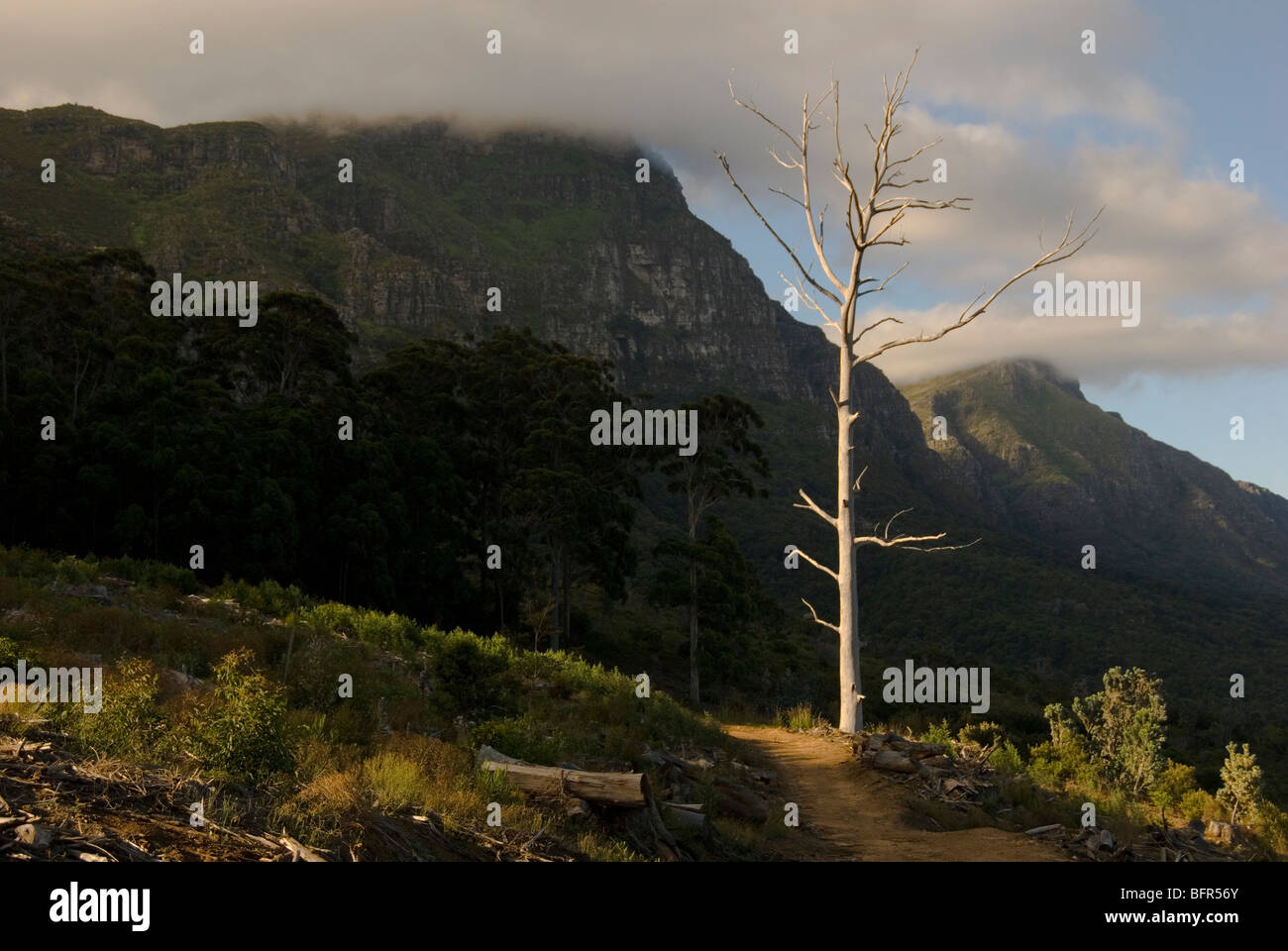 Contour au-dessus des jardins de Kirstenbosch avec arbre mort Banque D'Images