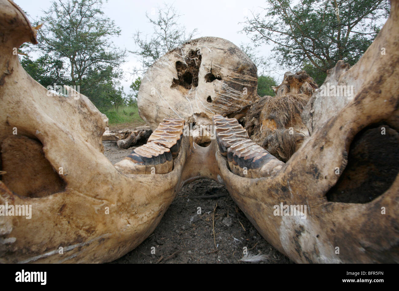Crâne d'éléphant et mâchoire montrant les molaires Banque D'Images
