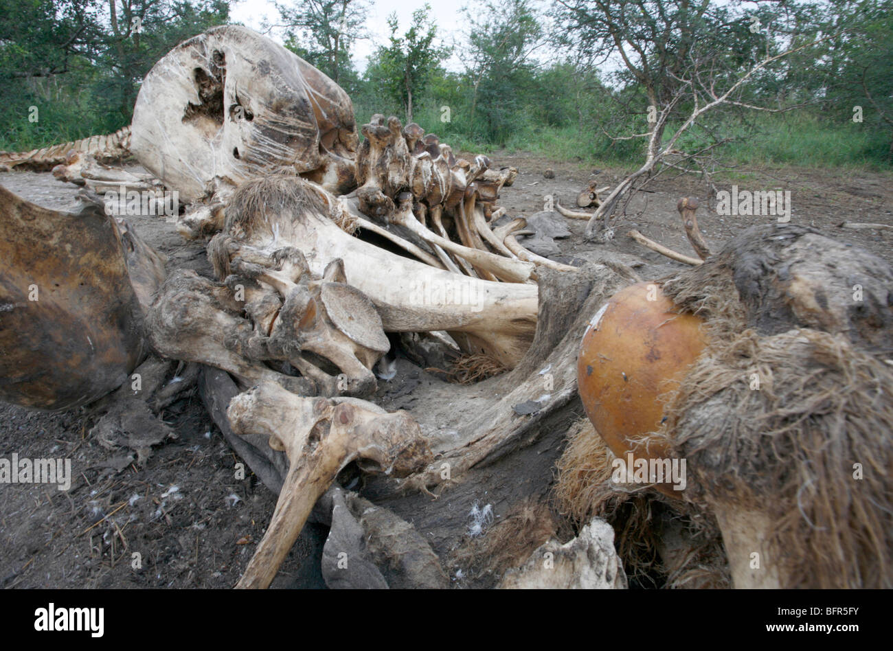 Les os d'éléphant restant après les charognards ont nettoyé eux Banque D'Images