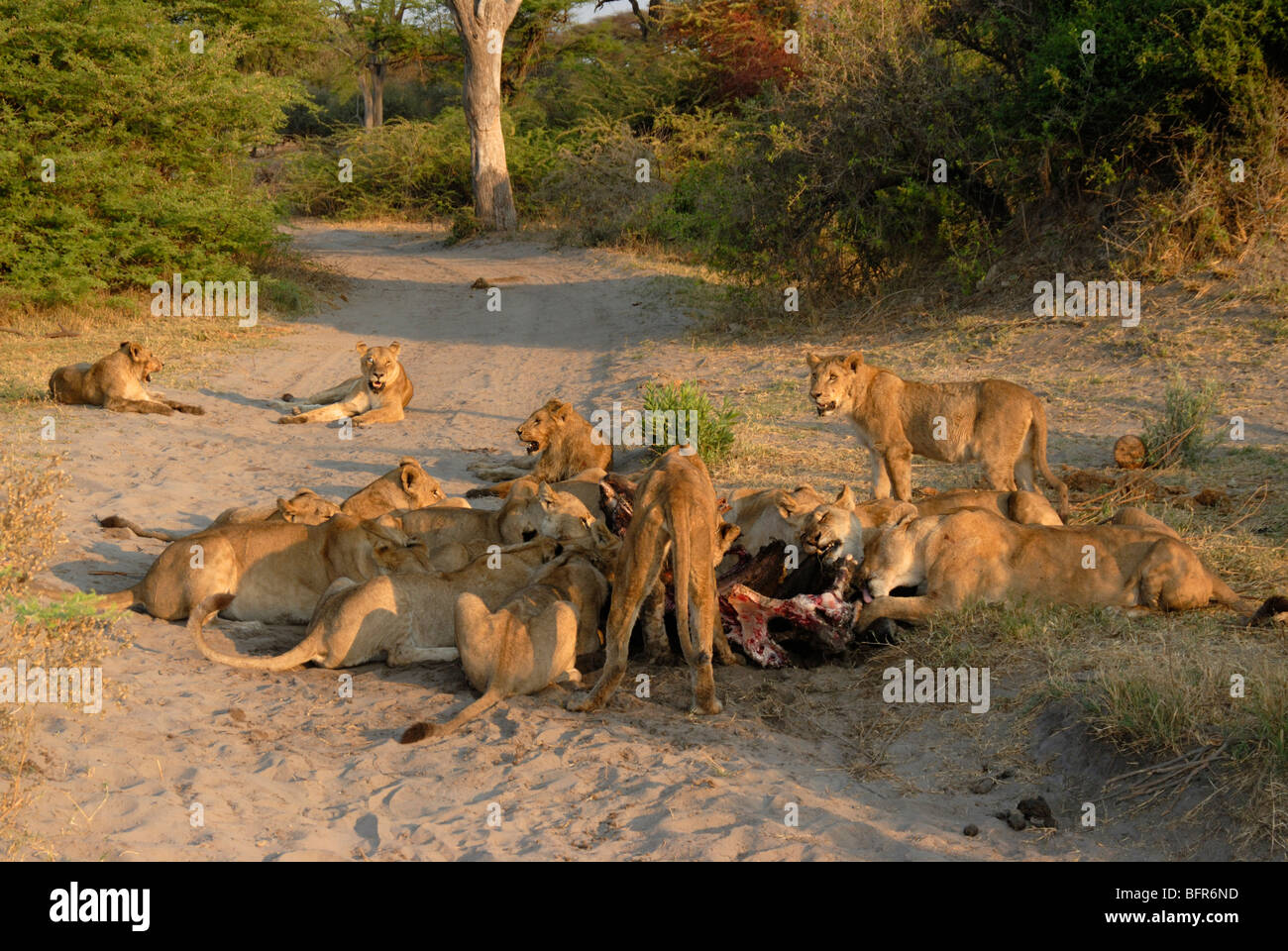 Grande fierté de lions sur buffalo kill Banque D'Images