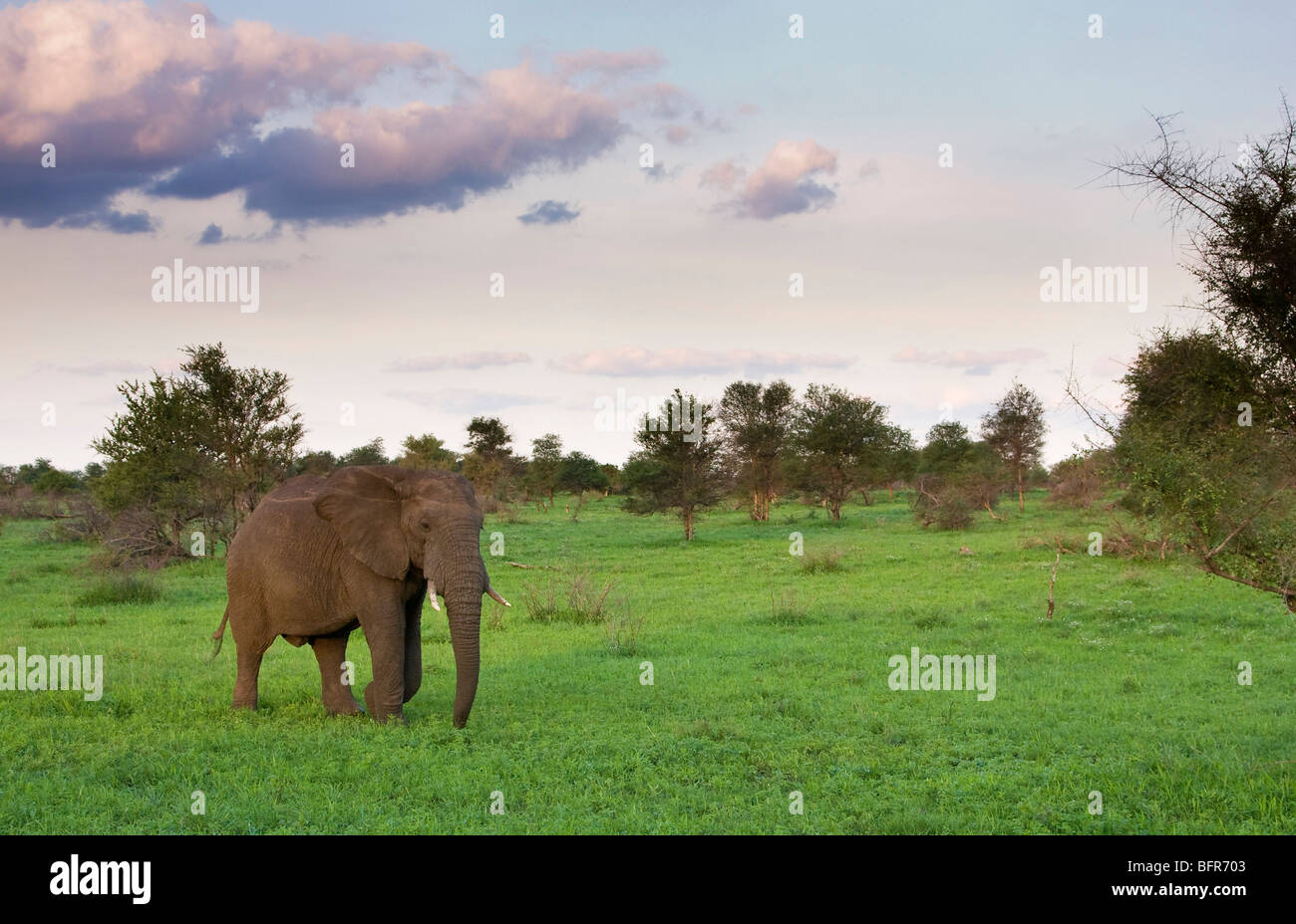 Le pâturage des éléphants dans la végétation verte Banque D'Images
