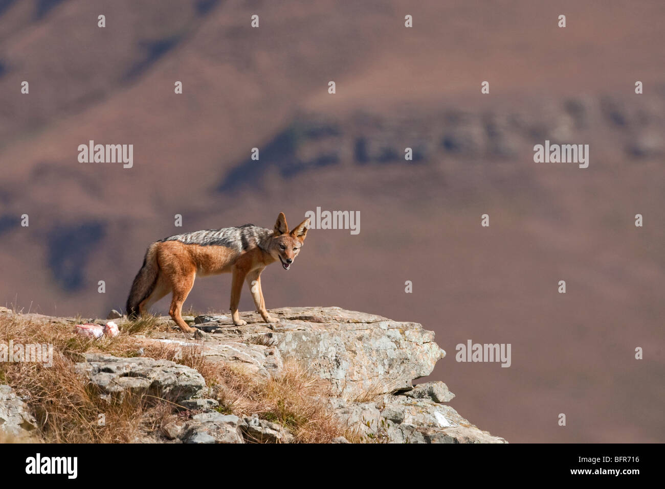 Chacal noir soutenu debout sur rock ledge Banque D'Images