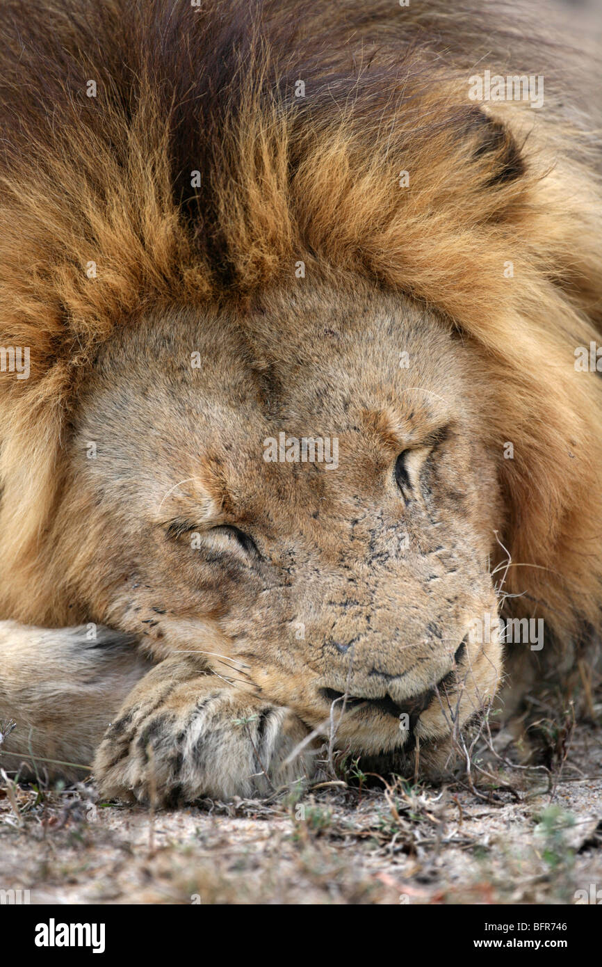 Portrait d'un homme lion avec un visage meurtri en appui sur ses pattes avant Banque D'Images