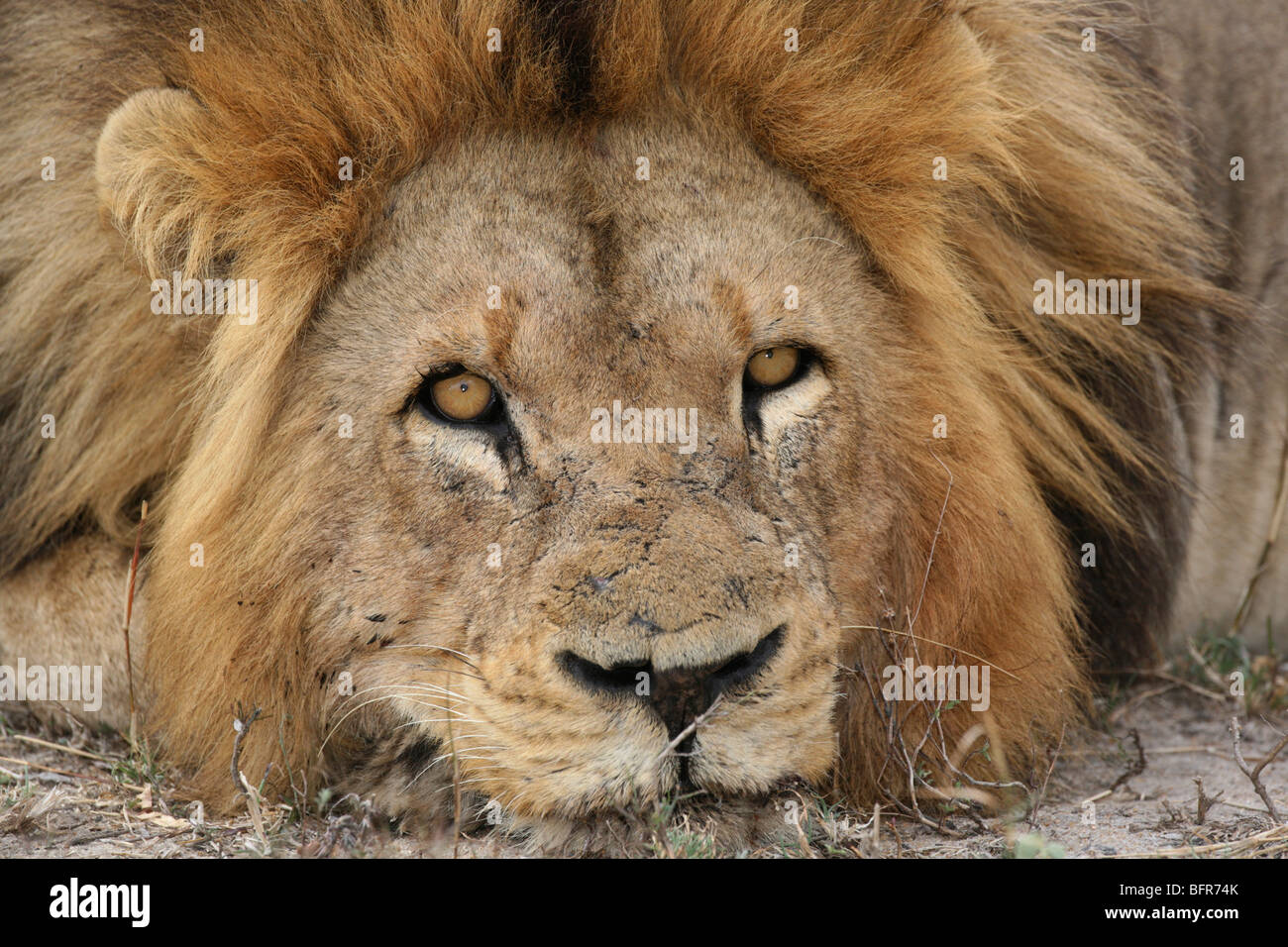 Portrait serré d'un lion mâle avec un visage meurtri en appui sur ses pattes avant Banque D'Images