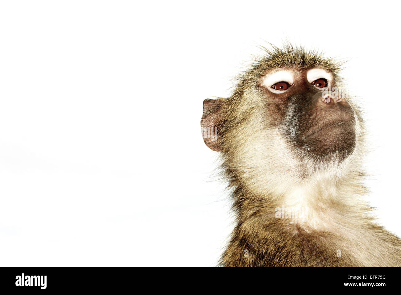 Portrait d'un babouin Banque D'Images