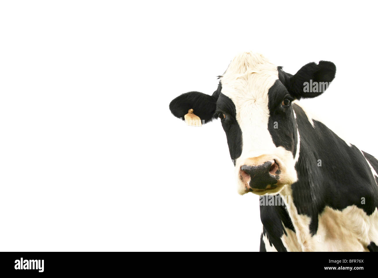 Portrait de vache de la frise sur un fond blanc. Banque D'Images
