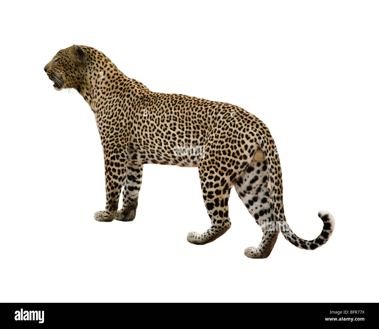 Coupe-léopard mâle Banque D'Images