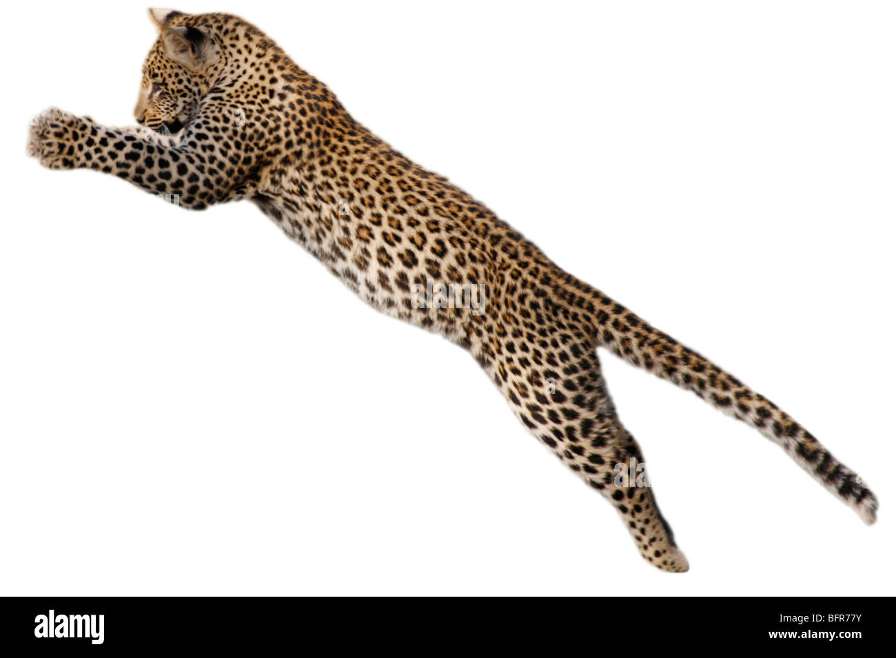 Leopard cub sautant cut-out Banque D'Images