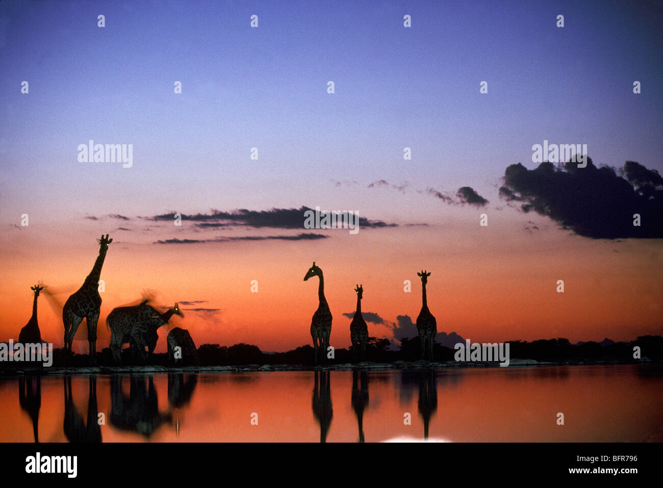 Silhouettes Girafe sud reflète dans un étang au crépuscule (Giraffa cameleopardalis giraffa) Banque D'Images