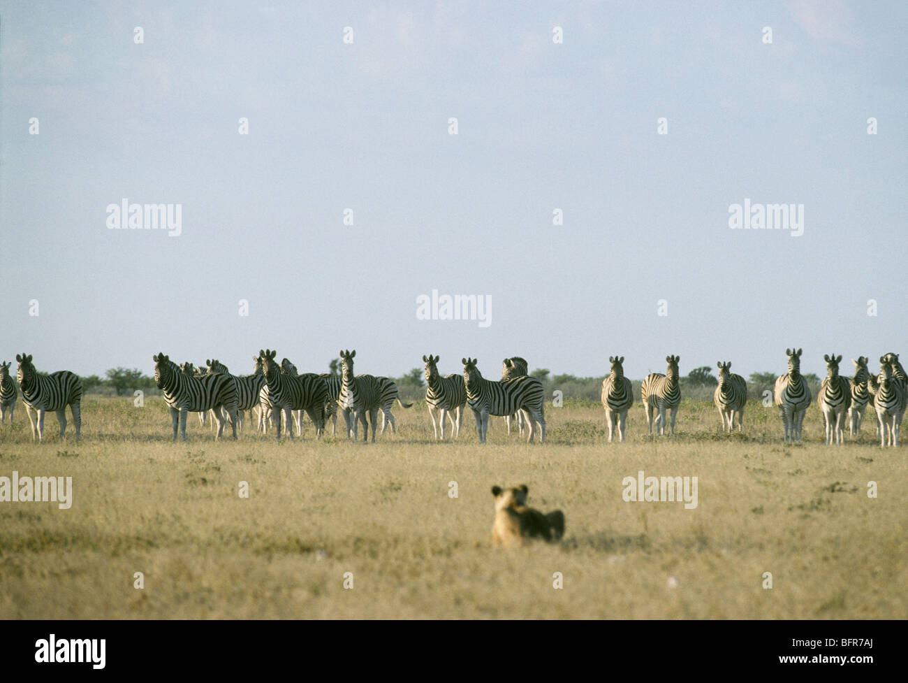 Le zèbre de Burchell de lions de troupeau sur une plaine de herbe Banque D'Images