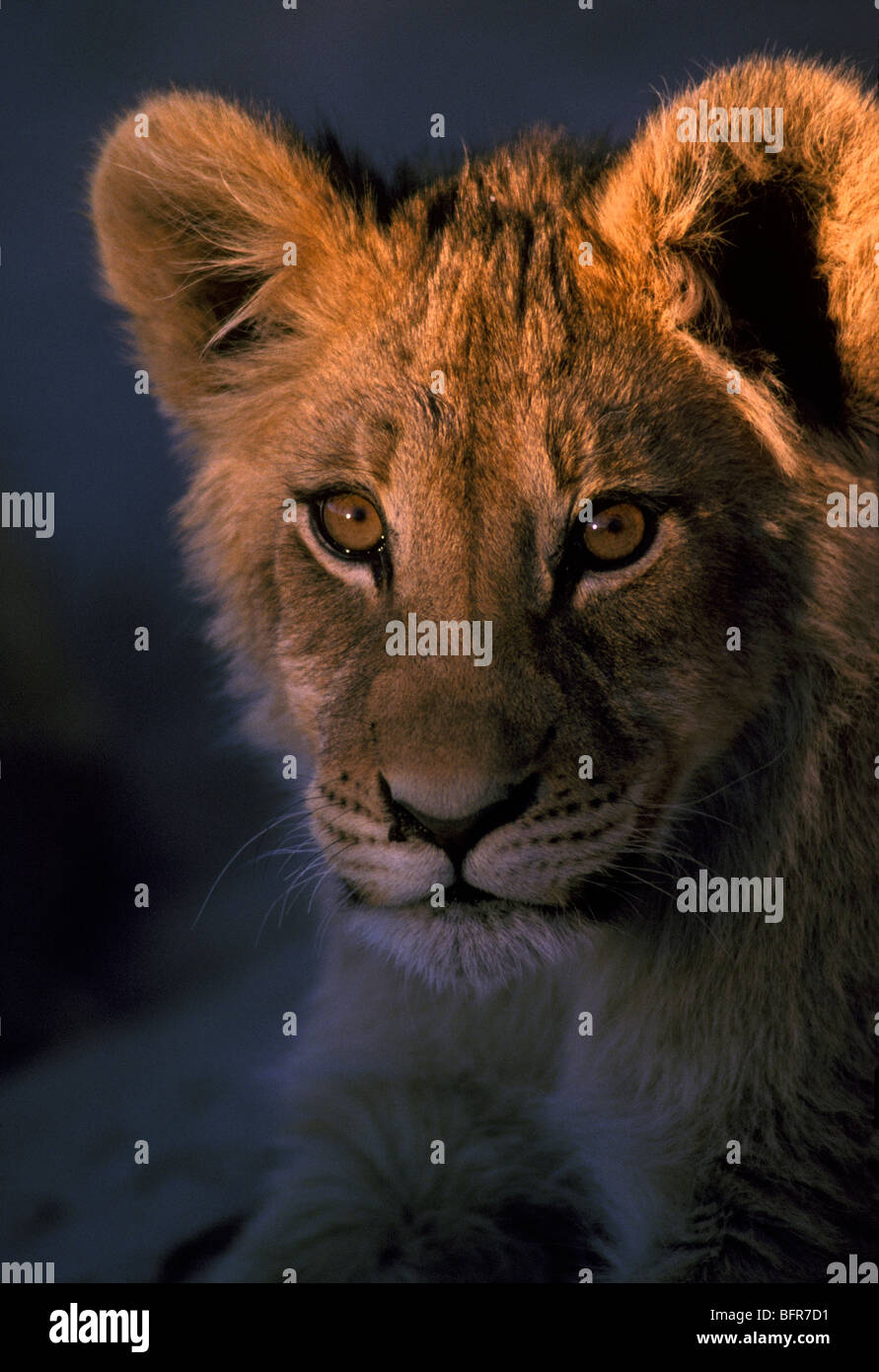 Lion (Panthera leo) portrait Banque D'Images