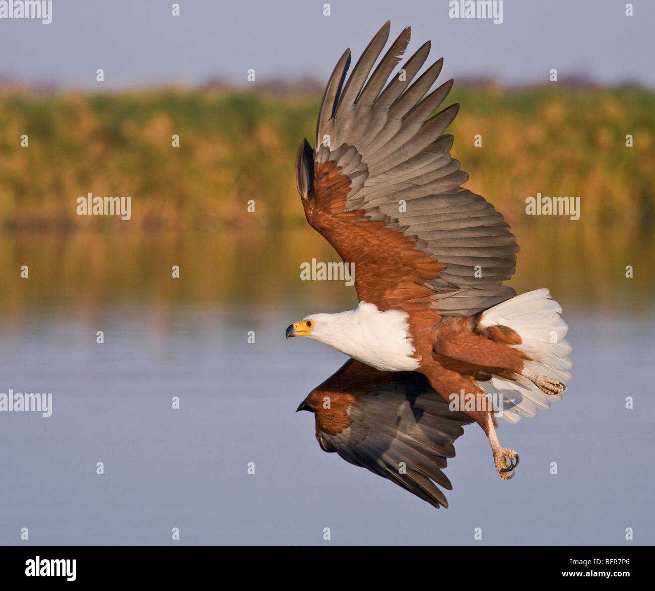 Poissons d'Afrique de l'eau approche eagle avec des ailes et de pieds à part Banque D'Images