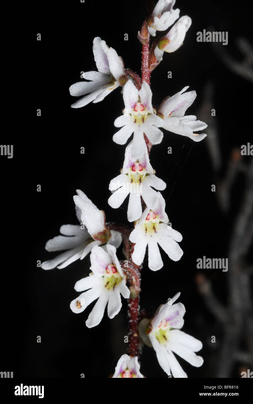 De minuscules fleurs blanches Banque D'Images