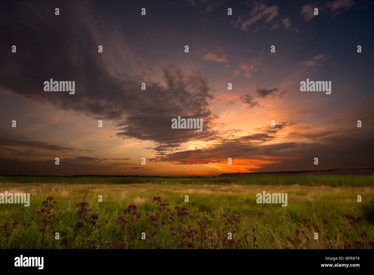 Paysage avec des fleurs sauvages et moody sky Banque D'Images